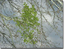 Single mistletoe plant 